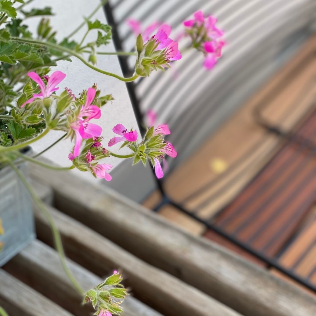 BLACK WEEK - Indbygningsspot samlet kit/Zigbee - Cosmos i rustfrit stål - 5 stk