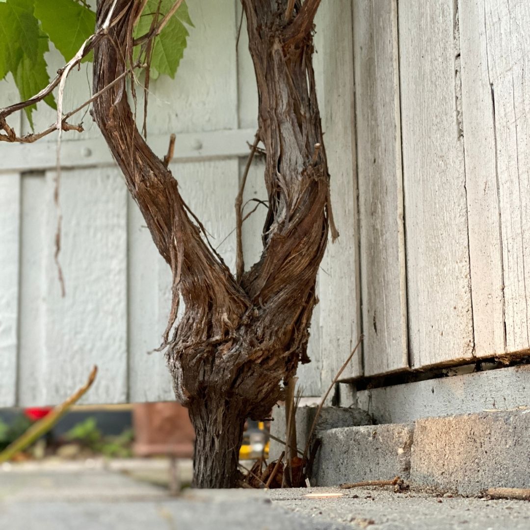 Bedlampe Cosmos i rustfrit stål 2 stk