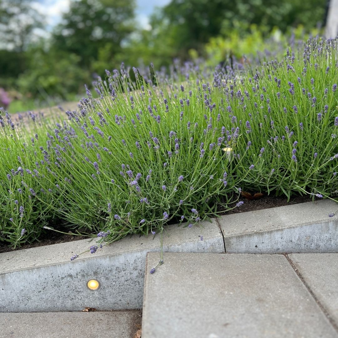 BLACK WEEK - Indbygningsspot samlet kit/Skumringsrelæ - Cosmos i sort - 15 stk