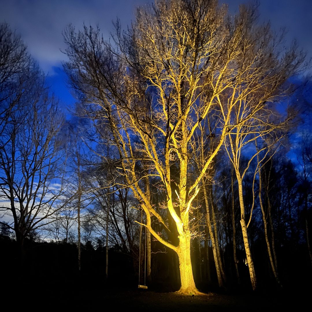 Diamond Spot - Medium