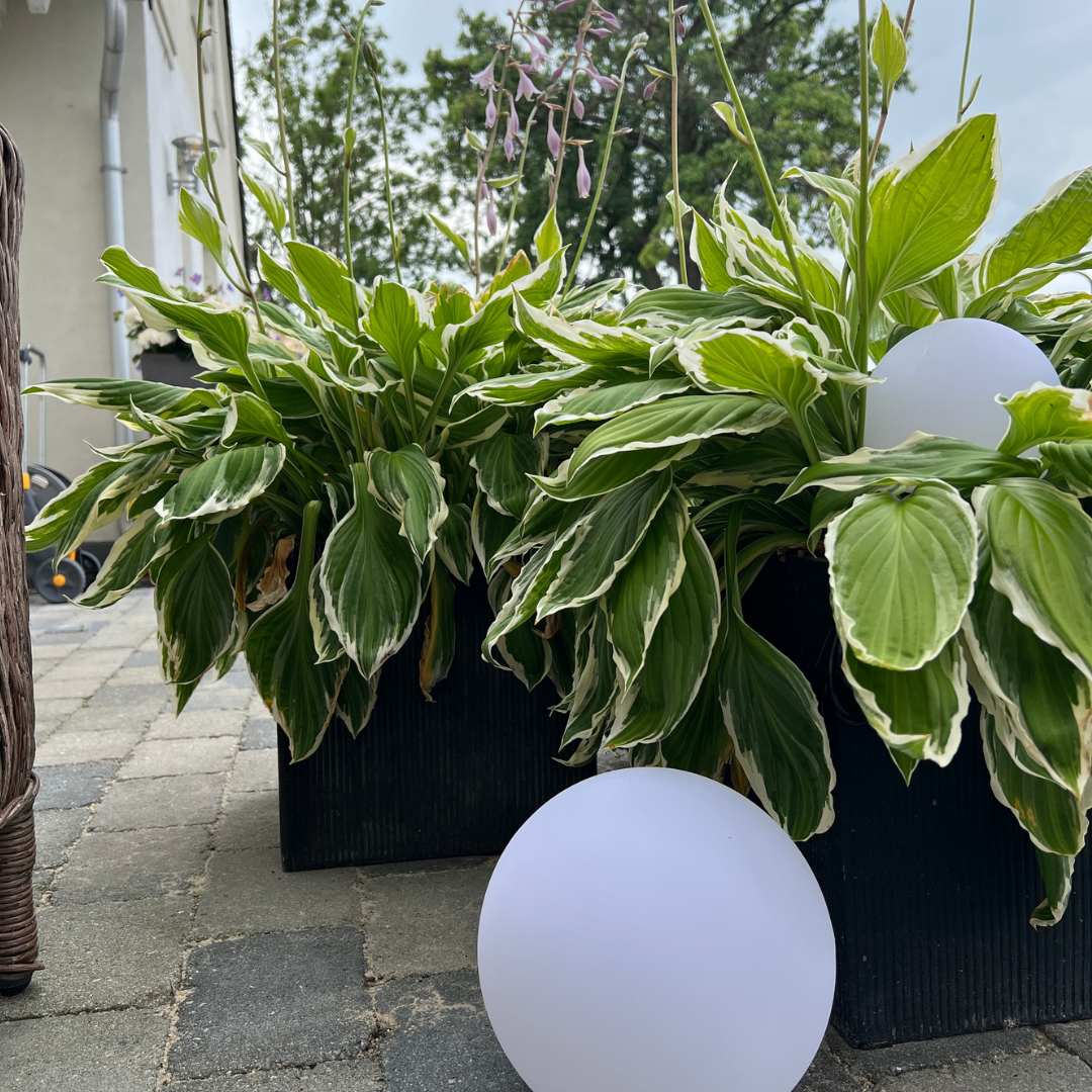 Havelampe Leonora 20