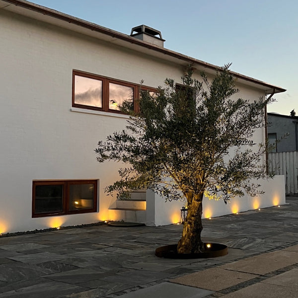 Cosmos lampe 10 stk